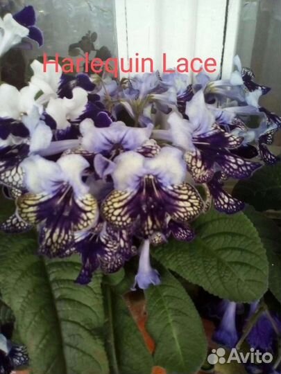 Стрептокарпусы почтой