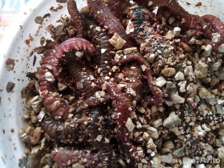 Червь опарыш