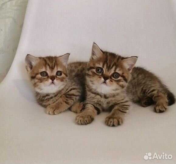 Британские котята