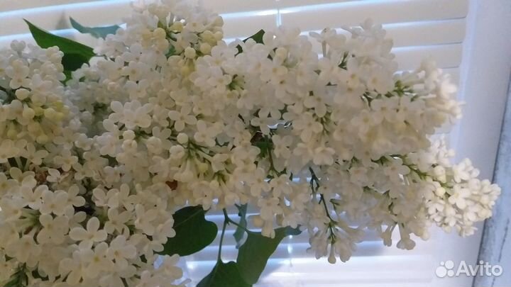 Саженцы белой сирени