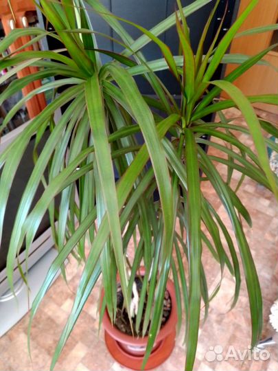 Большой комнатный цветок