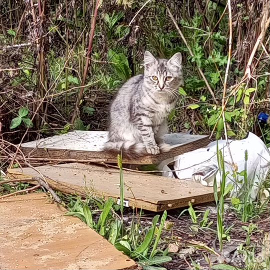 Котята в добрые руки,мальчики