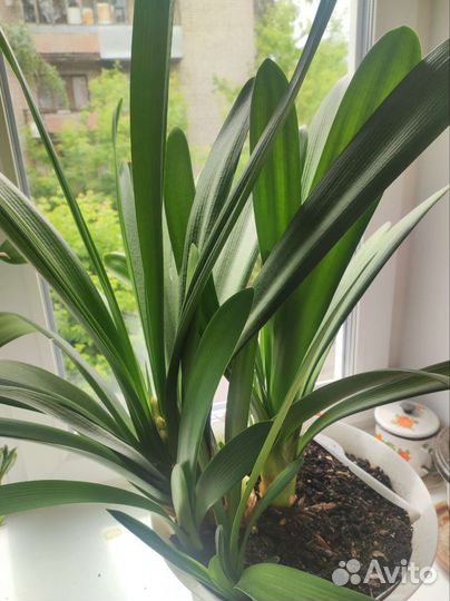 Комнатные цветы кливия