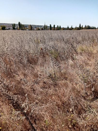 Участок 4 сот. (ИЖС)