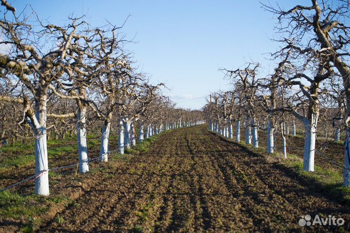 Адъювант Супер Кап Сильвет Голд Атомик Сады Овощи