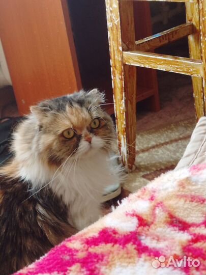 Шотландская вислоухая кошка бесплатно