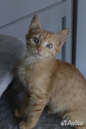 Кошка в дар бесплатно