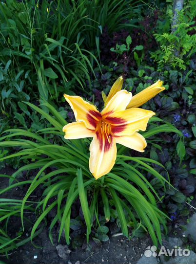 Лилейники разных расцветок