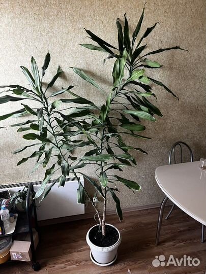 Комнатные цветы юкка