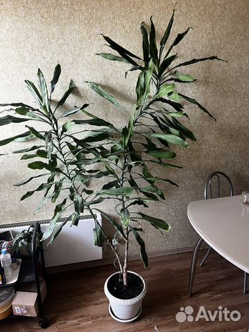 Комнатные цветы юкка