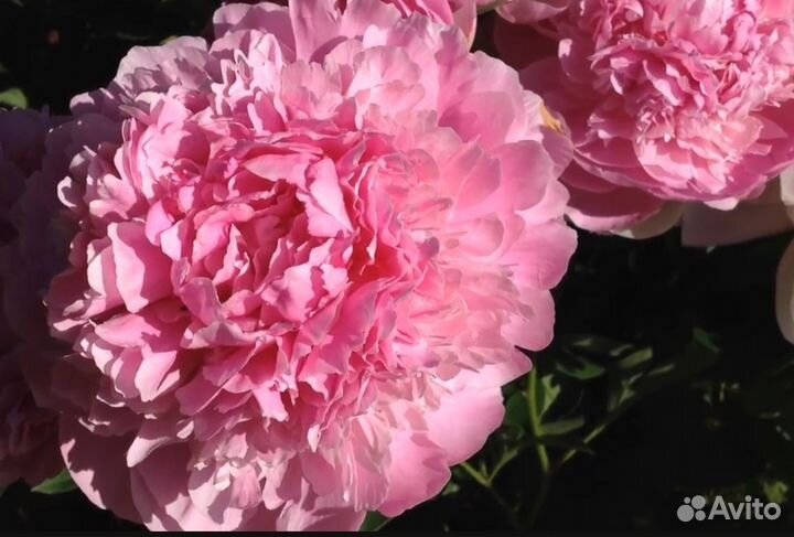 Пион полонез