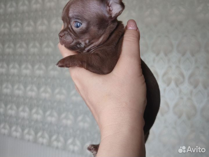 Чихуахуа мини