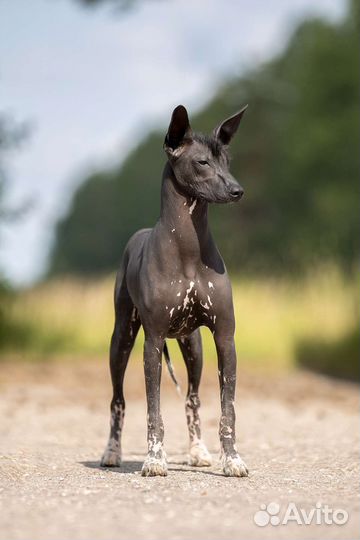 Ксолоитцкуинтли Мексиканская голая Ксоло