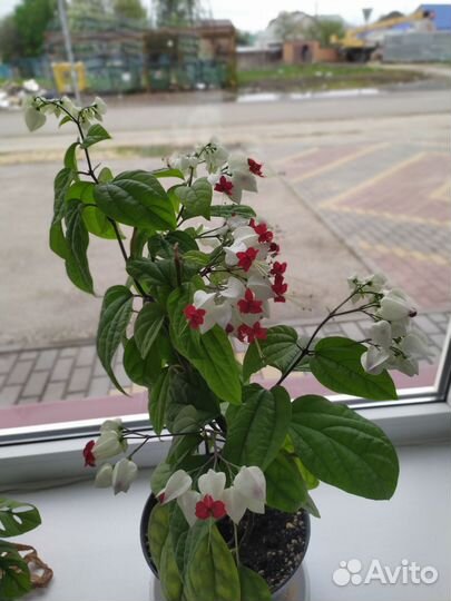 Клеродендрум Томпсона