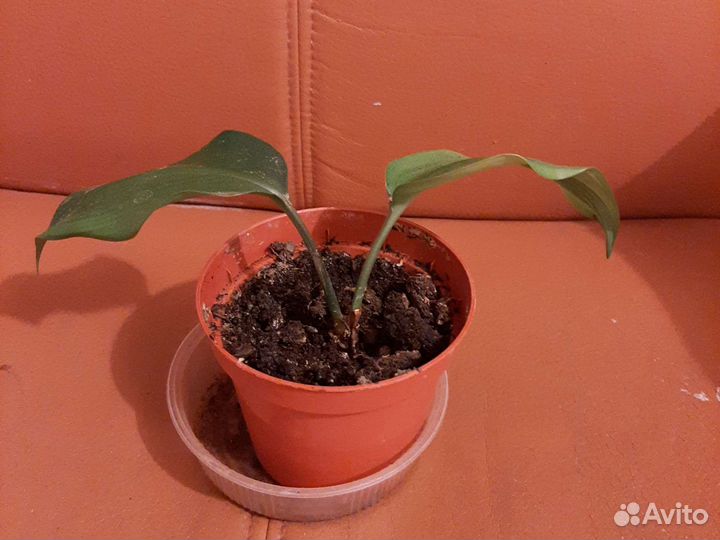 Гиппеаструм