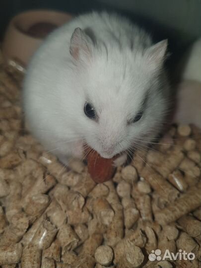 Джунгарский хомяк белый