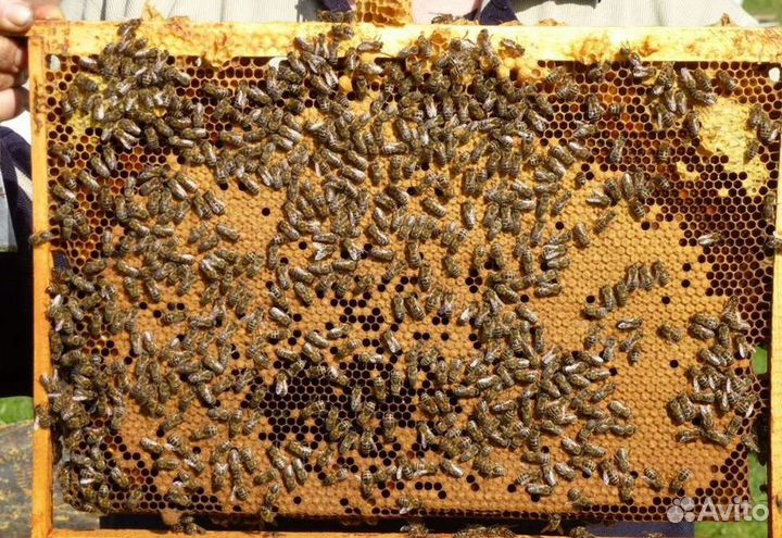 Пчелосемьи