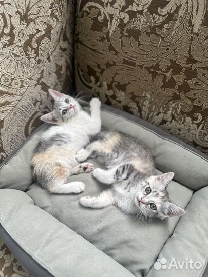 Котята в добрые руки даром