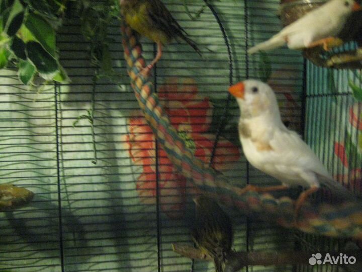 Зебровые амадины оранжевогрудые мармазеты и кенар