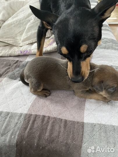 Домашние животные собаки щенки