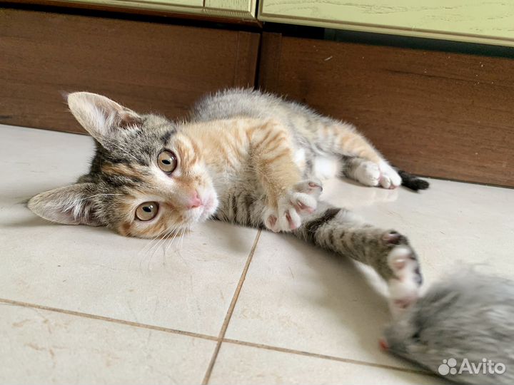 Котенок в добрые руки