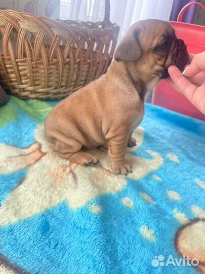 Малыши французики