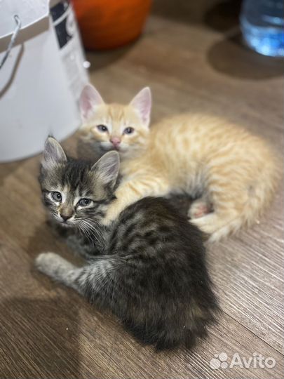 Котята мальчики и девочки