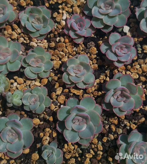 Суккуленты, часть 1