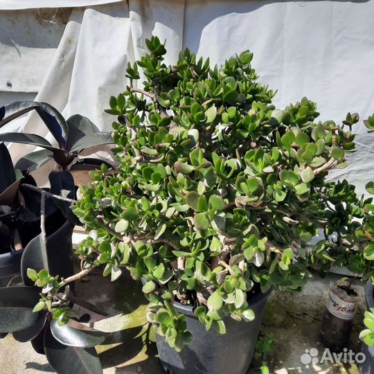 Денежное дерево