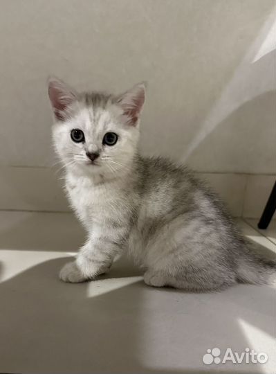 Серебристая шиншилла