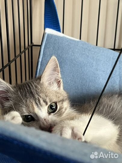 Спасите Масю