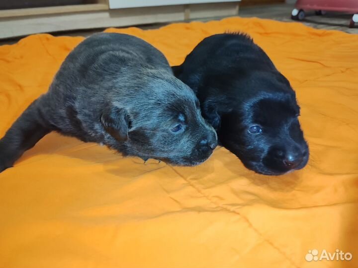 Щенки лабрадора голубые и чёрные
