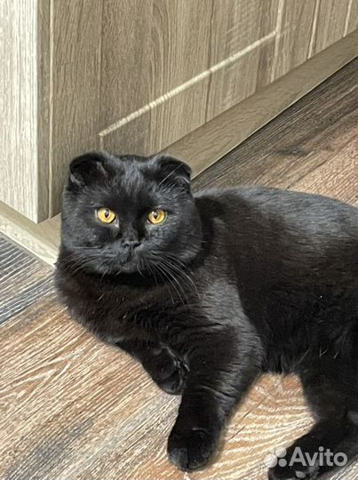 Шотландский вислоухий кот для вязки