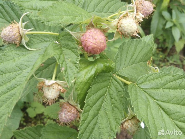 Саженцы малины таруса (малиновое дерево)