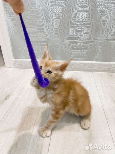 Продам котенка
