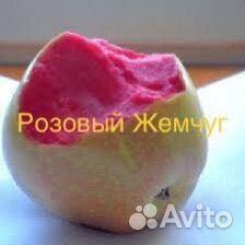 Яблоня Розовый Жемчуг