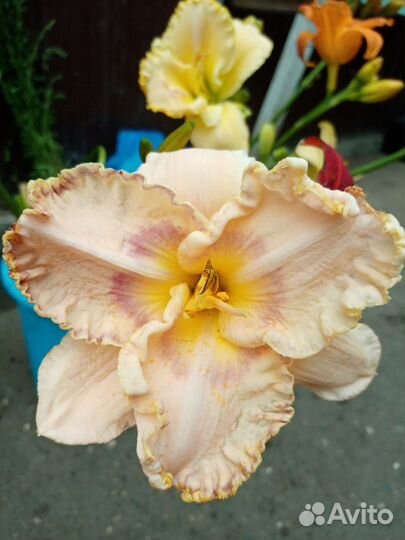 Лилейники сортовые