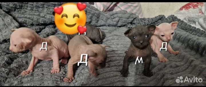 Котята сфинкс
