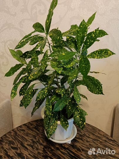 Кротон Голд Сан