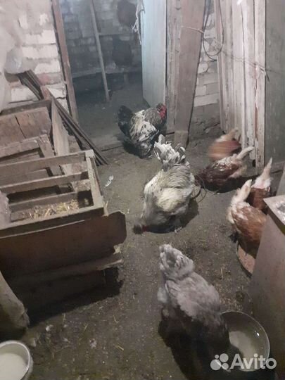 Куры петухи