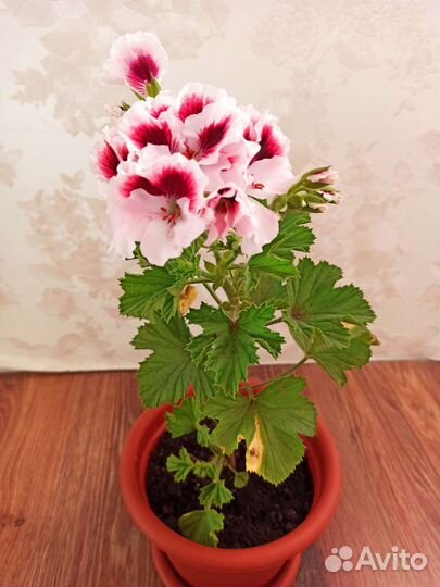 Пеларгония герань