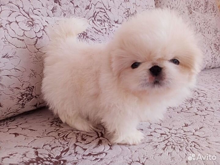 Щенки пекинеса