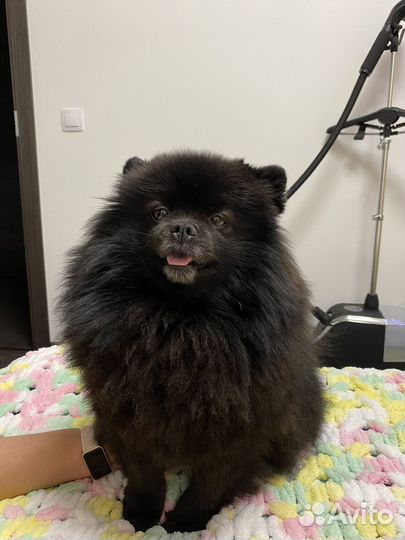 Груминг собак