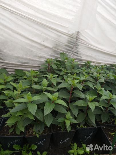 Гортензия Самарская лидия