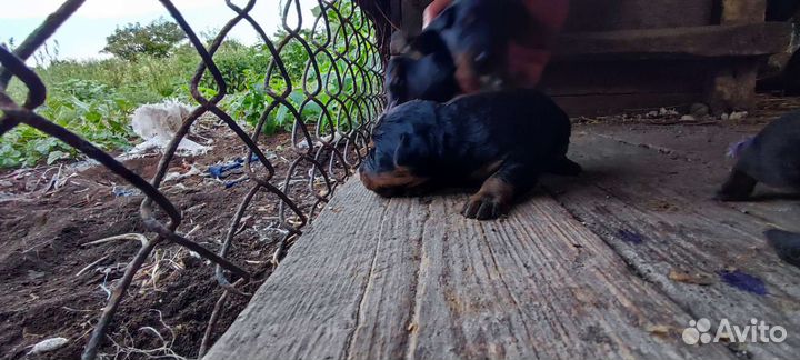 Щенки ягдтерьера