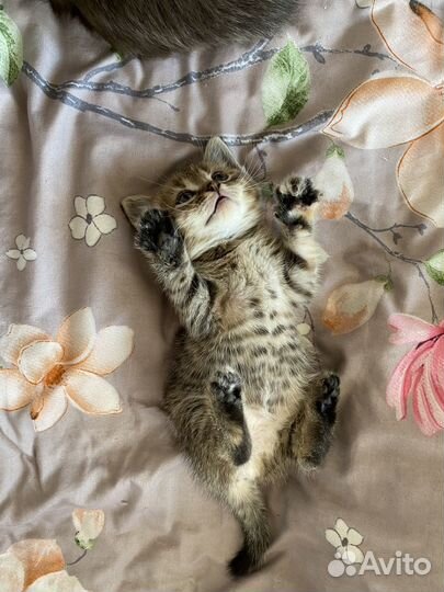 Котенок в добрые руки