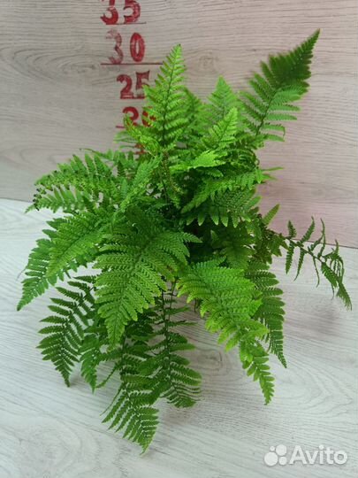 Папоротник