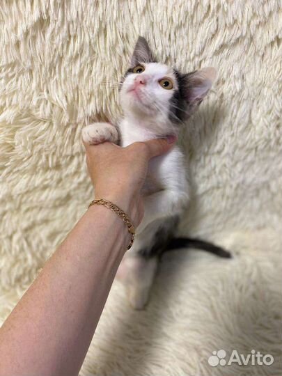 Кошка