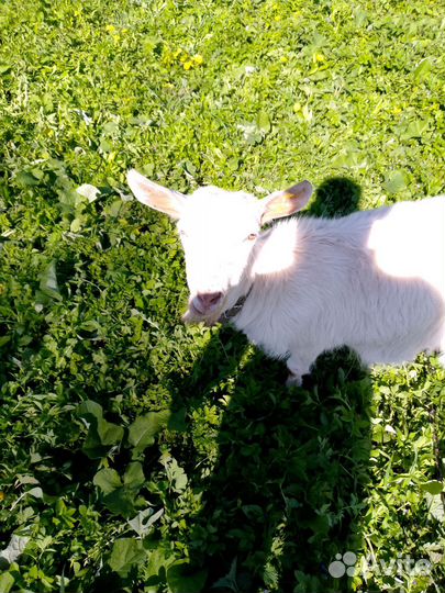 Козы и козлята без торга