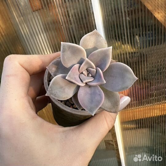 Суккуленты 8